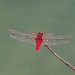 Urothemis signata insignata