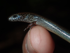 Calyptotis ruficauda