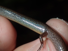 Calyptotis ruficauda