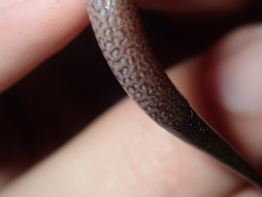 Calyptotis ruficauda