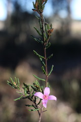 Boronia repanda