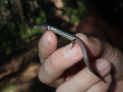 Calyptotis ruficauda