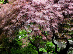Acer palmatum