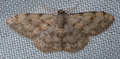 Scopula rufomixtaria