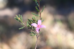 Boronia repanda