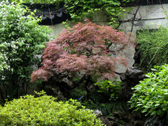 Acer palmatum