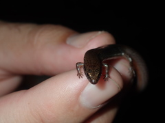 Calyptotis ruficauda