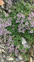 Thymus serpyllum