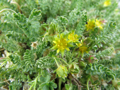 Ivesia shockleyi