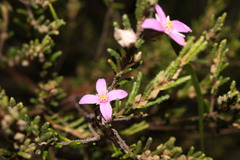 Boronia repanda