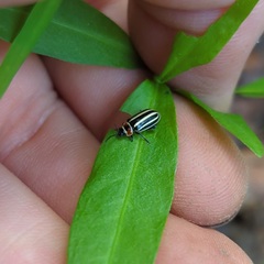 Disonycha pensylvanica