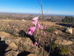Dierama pendulum