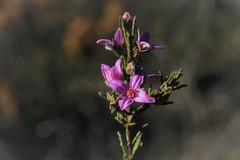 Boronia repanda