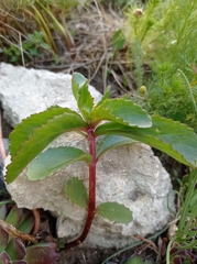 Hylotelephium maximum