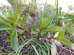 Hylotelephium maximum