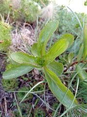 Hylotelephium maximum