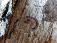 Lucidota atra