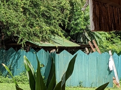 Chlorocebus pygerythrus