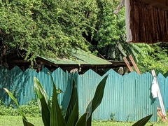 Chlorocebus pygerythrus