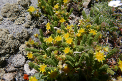 Ivesia shockleyi