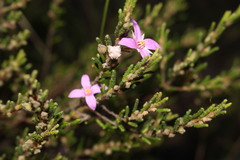 Boronia repanda