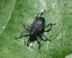 Curculio vicetinus