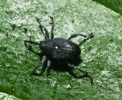 Curculio vicetinus