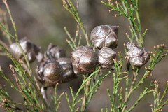 Callitris rhomboidea