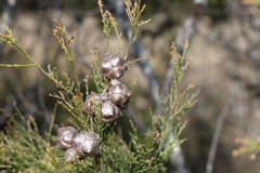 Callitris rhomboidea