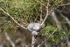 Callitris rhomboidea