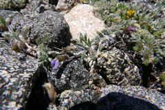 Oxytropis parryi