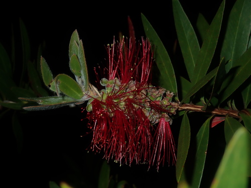 Image of Melaleuca comboynensis by (c) Thomas Mesaglio, some rights reserved (CC BY)