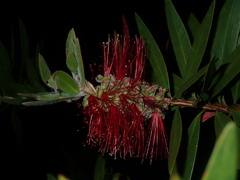 Melaleuca comboynensis
