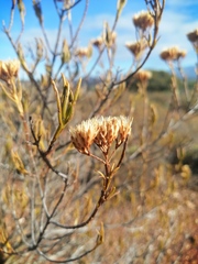 Pteronia paniculata