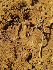 Sylvicapra grimmia
