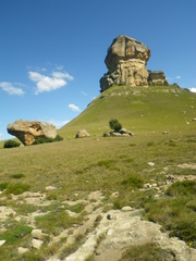 Crassula umbraticola