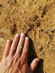 Sylvicapra grimmia