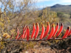 Astroloba rubriflora