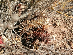 Astroloba rubriflora