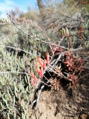 Astroloba rubriflora