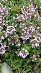 Thymus serpyllum