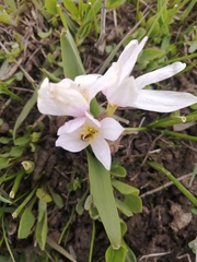 Ornithogalum fimbriatum
