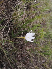 Ornithogalum fimbriatum