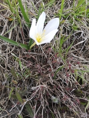 Ornithogalum fimbriatum
