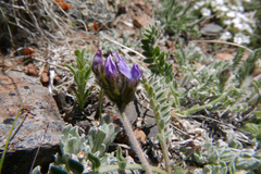 Oxytropis parryi