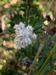 Spyridium scortechinii