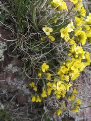 Draba aizoides