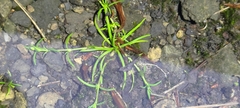 Sagina japonica