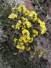 Draba aizoides