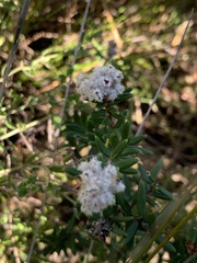 Spyridium scortechinii